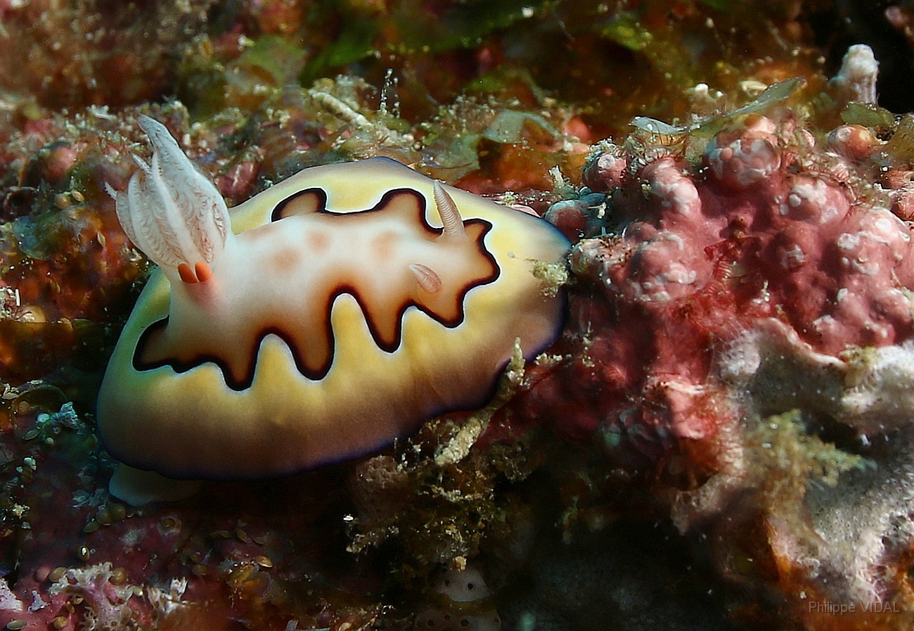 Raja Ampat 2016 - Chromodoris Coi - Co s Crmodoris  - Nudibranche - IMG_4761_rc.jpg